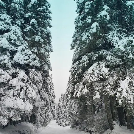 13 Si 16 In Oxygen Sinaia